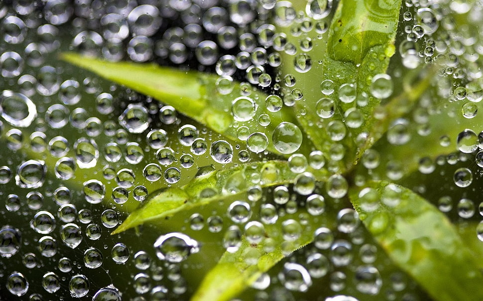 green leaf plant with water moist HD wallpaper